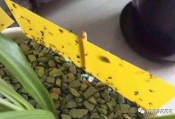 飞哥爆料植物精炼油视频,飞哥带你探索绿色能源新篇章