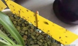 飞哥爆料植物精炼油视频,飞哥带你探索绿色能源新篇章