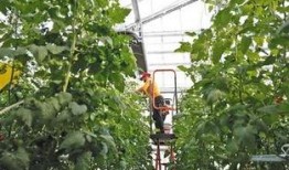 飞哥爆料植物精炼油视频,飞哥带你探索绿色能源新篇章