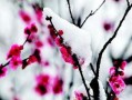 踏雪寻梅粤语在线观看,穿越时空的浪漫邂逅