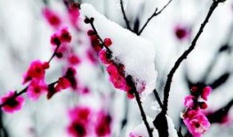 踏雪寻梅粤语在线观看,穿越时空的浪漫邂逅