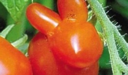 吃瓜娱乐圈大瓜,揭秘明星背后的惊人真相