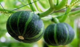 国内免费吃瓜,揭秘国内热门事件背后的真相